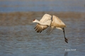 Sandhill-Crane;Crane;Grus-canadensis;Flying-bird;action;aloft;behavior;flight;fl